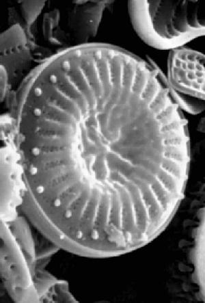 Cyclotella stelligera