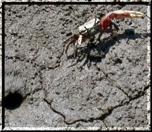 Fiddler Crab